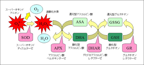 図5：植物の主な活性酸素消去系